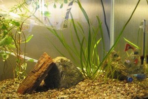 Szakembereink: Zoller Zsolt - akvarista