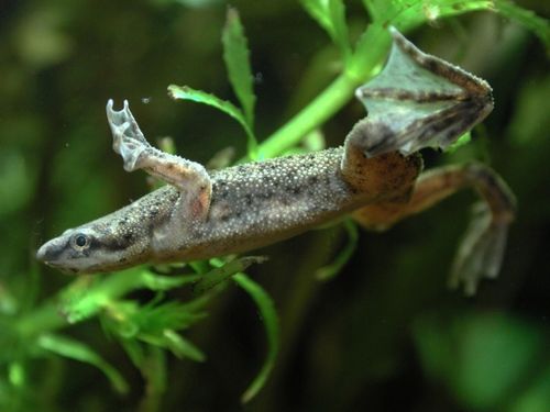 A törpe karmosbéka (Hymenochirus curtipes)