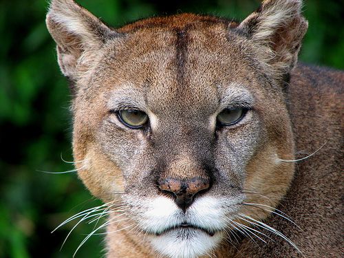 A puma (1993 óta Puma concolor, előtte Felis concolor) élőhelye és szokásai