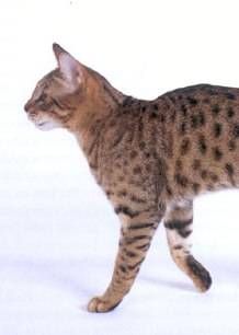 A kaliforniai pöttyös macska (California Spangled Cat) profilja - 1. rész