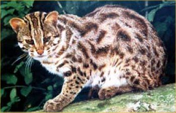 A kaliforniai pöttyös macska (California Spangled Cat) profilja - 2. rész