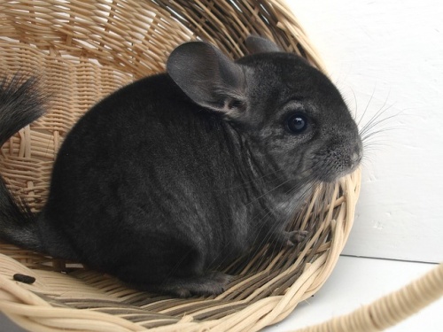 chinchilla-1897799_640