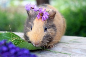 Hörcsög, tengerimalac, degu, csincsilla nyári gondozása