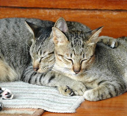 Hogyan előzhető meg, hogy a macskák korán keljenek?