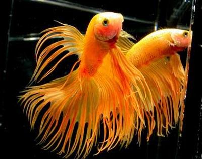 A sziámi harcoshal (Betta splendens)- 1. rész