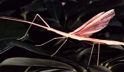 A botsáska (Phasmatodea), mint házikedvenc - 1. rész