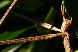 A botsáska (Phasmatodea), mint házikedvenc - 1. rész