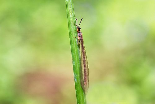 A közönséges hangyaleső (Myrmeleon formicarius), mint háziállat