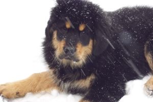 Tibeti masztiff, a tekintélyt parancsoló kutya