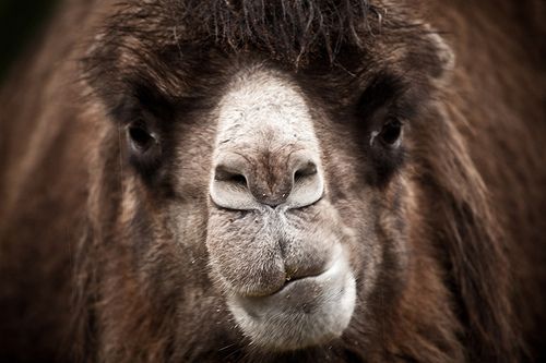 A kétpúpú teve (Camelus bactrianus, régebben Camelus ferus) vagy baktrián