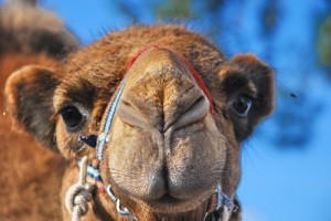 A kétpúpú teve (Camelus bactrianus, régebben Camelus ferus) vagy baktrián