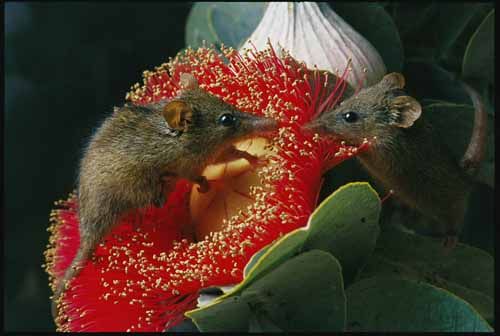 A mézrabló erszényes (Tarsipes rostratus)