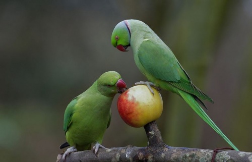 kissandor