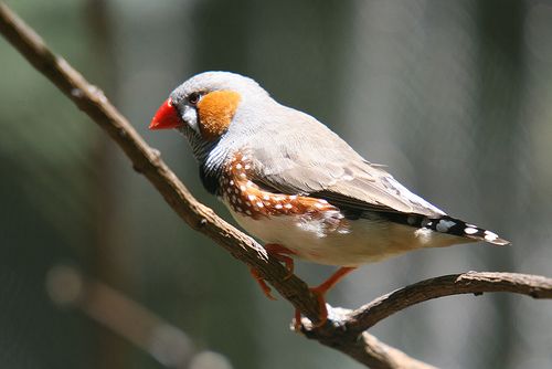 A zebrapinty (Taeniopygia guttata)