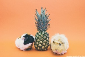 Hőguta tengerimalacoknál: így előzheted meg