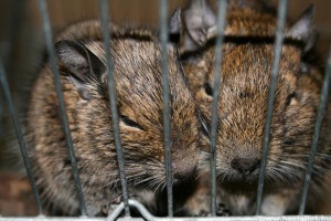 I love degu. De ők egymást miért nem szeretik?