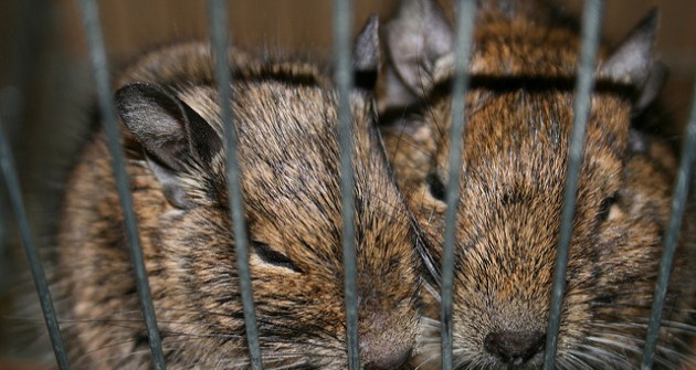 I love degu. De ők egymást miért nem szeretik?