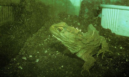 A hidasgyík vagy tuatara (Sphenodon punctatus)