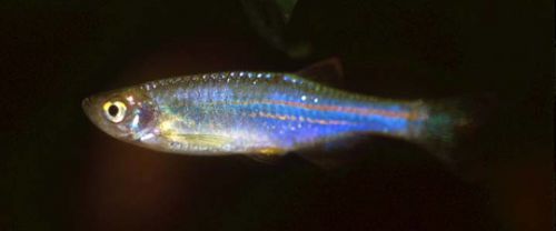 A színjátszó dánió (Danio albolineatus, régebben Brachydanio albolineatus)