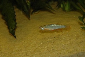 A színjátszó dánió (Danio albolineatus, régebben Brachydanio albolineatus)