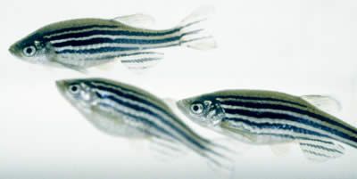 A zebradánió vagy zebrahal (Danio rerio vagy Brachydanio rerio)