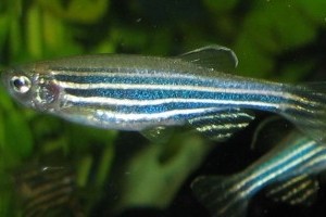 A zebradánió vagy zebrahal (Danio rerio vagy Brachydanio rerio)