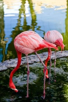 Miért rózsaszínűek a flamingók?