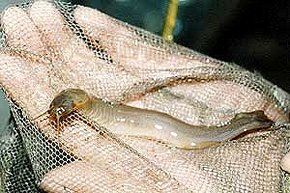 A vámpírhal (Vandellia cirrhosa)