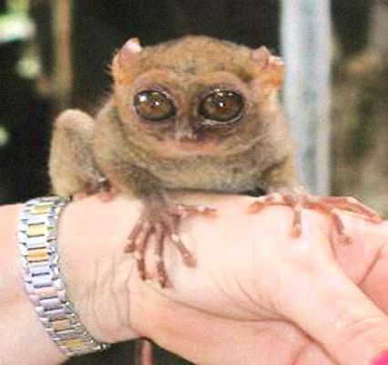 A Fülöp-szigeteki koboldmaki (Tarsius syrichta)