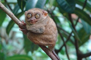 A Fülöp-szigeteki koboldmaki (Tarsius syrichta)