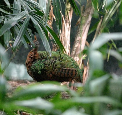 A kongói páva (Afropavo congensis)