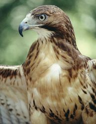 A vörösfarkú ölyv (Buteo jamaicensis)