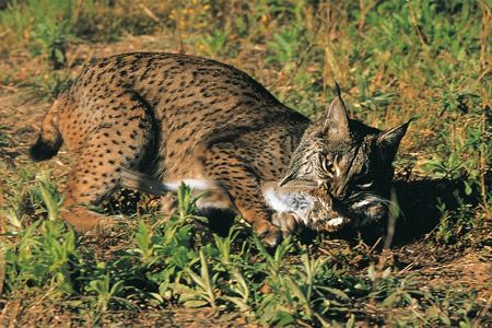 A spanyol hiúz (Lynx pardinus)