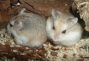 A roborovszki törpehörcsög (Phodopus roborovskii)