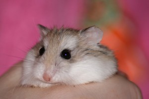 A roborovszki törpehörcsög (Phodopus roborovskii)