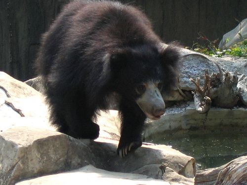 Az ajakos medve (Melursus ursinus)