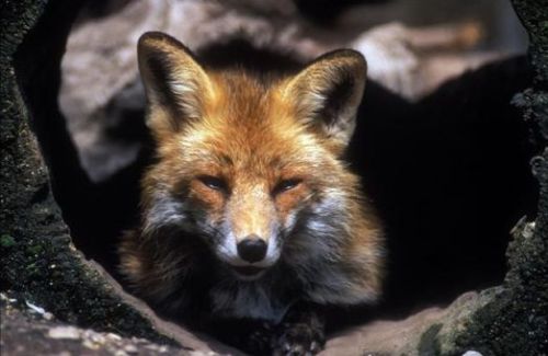 A veszélyes vörös róka (Vulpes vulpes)