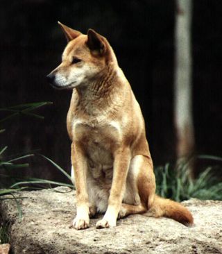 A dingó (Canis lupus dingo) – Ausztrália vad kutyája