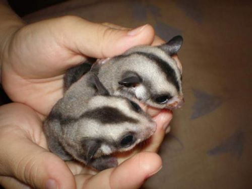 A törpe erszényesmókus, kis siklóerszényes vagy cukormókus (Petaurus breviceps) a lakásban