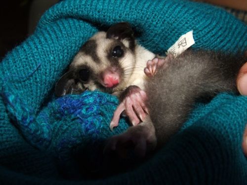 Cukormókus (Petaurus breviceps) a lakásban