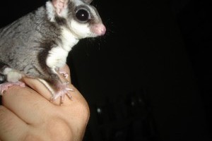 Cukormókus (Petaurus breviceps) a lakásban