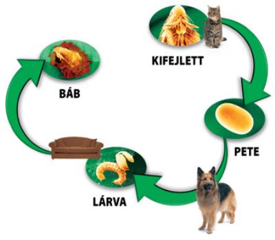 Kutyák külső élősködői