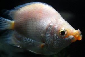 A csókos gurámi (Helostoma temminckii)