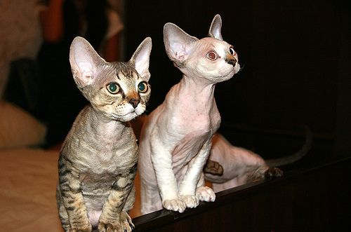 Macskafajták: a devon rex