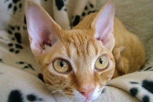 Macskafajták: a devon rex