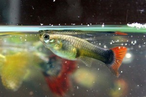 Guppibetegségek - 3. rész
