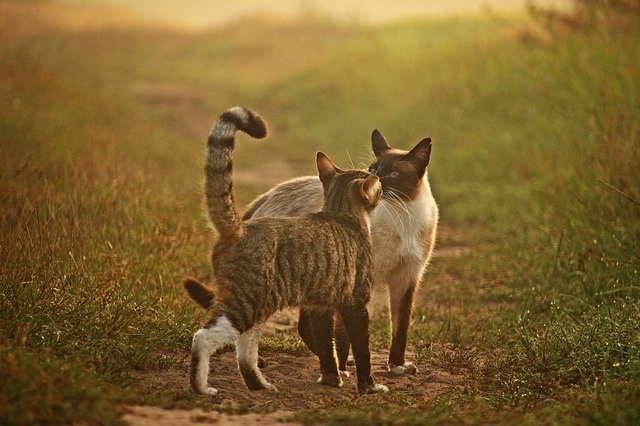 cat-1657552_640