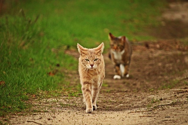 cat-2219169_640