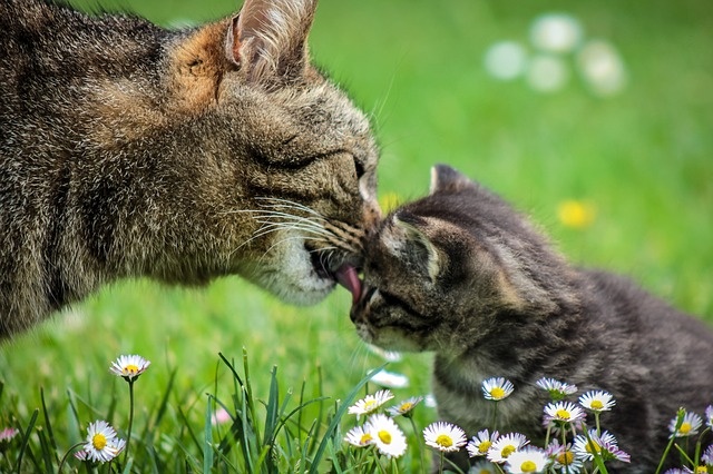 cat-3794574_640