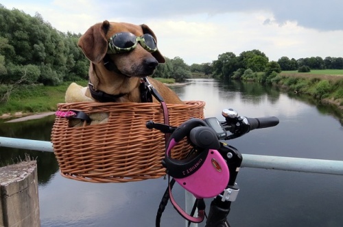 dog-2277652_640
